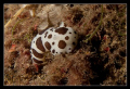   Sea Slug St.Margherita Ligure Discodoris atromaculata StMargherita St Margherita  